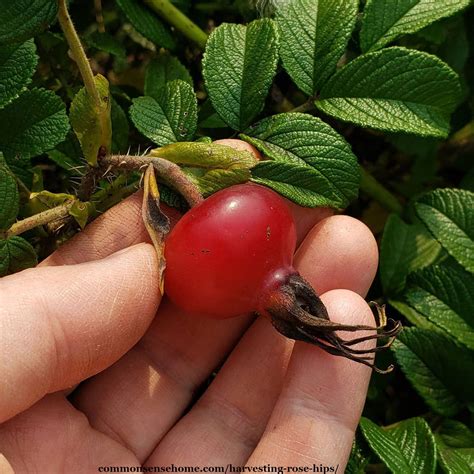 Can you eat wild rose hips?