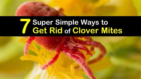 Can you ever get rid of mites?