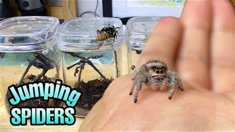 Can you feed a jumping spider everyday?