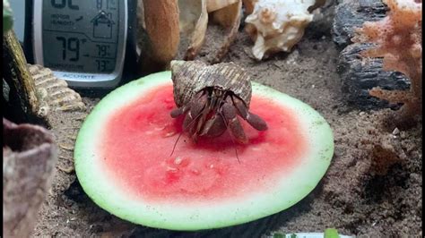 Can you feed hermit crabs spinach?