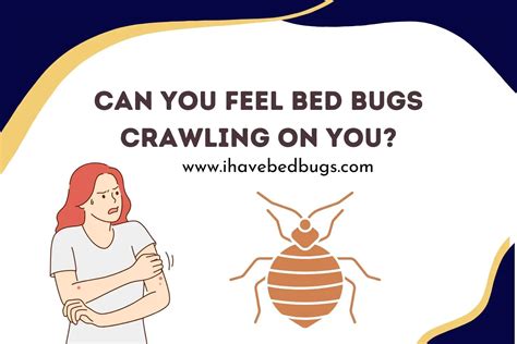 Can you feel bed bugs crawling on you?