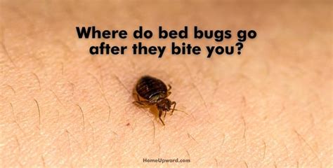 Can you feel bed mites crawling on you?