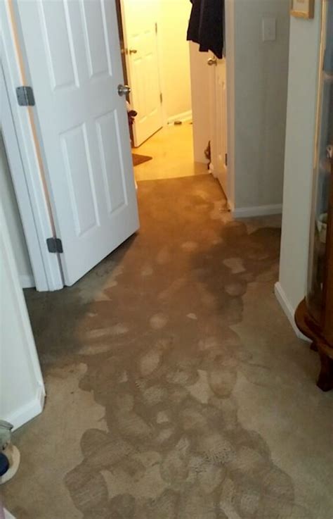 Can you fix flooded carpet?