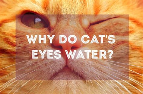 Can you flush a cat's eye with water?