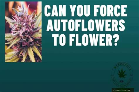 Can you force a flower to open?