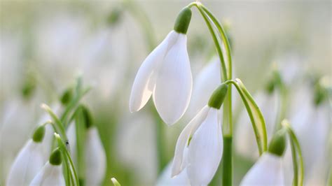 Can you force snowdrops?