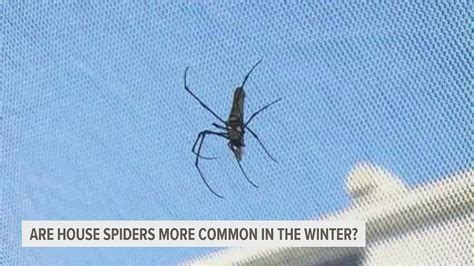 Can you freeze a spider?