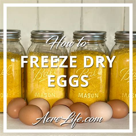 Can you freeze dry eggs?