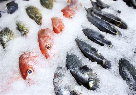 Can you freeze dry fish?