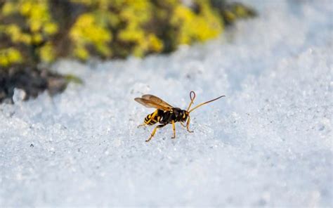 Can you freeze wasps?