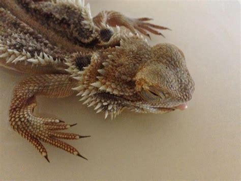 Can you get Salmonella from touching a bearded dragon?