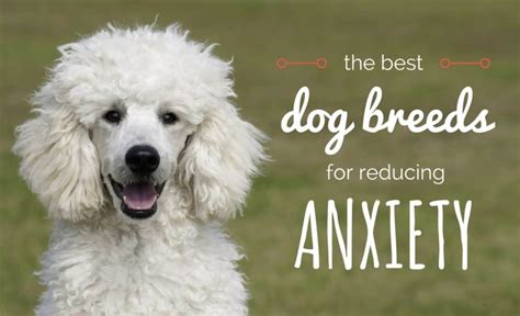 Can you get a dog for anxiety and depression?