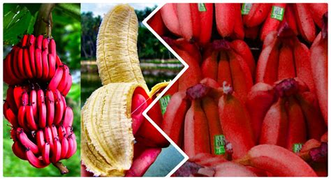 Can you get a red banana?