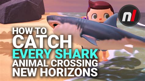 Can you get attacked by a shark on Animal Crossing?