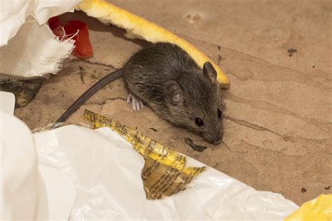 Can you get hantavirus from old mouse droppings?