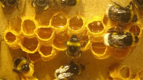 Can you get honey from a bumblebee nest?