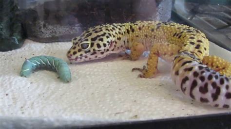 Can you get parasites from a gecko?