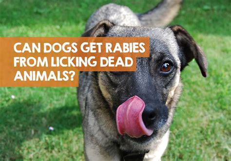 Can you get rabies from touching a dead animal?