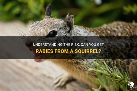 Can you get rabies from touching a dead squirrel?
