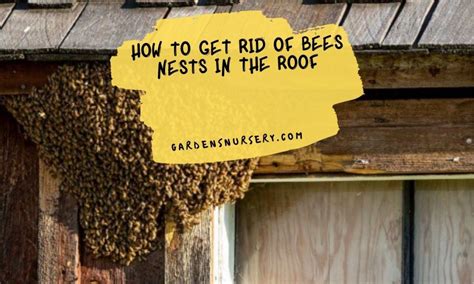Can you get rid of bees nest?
