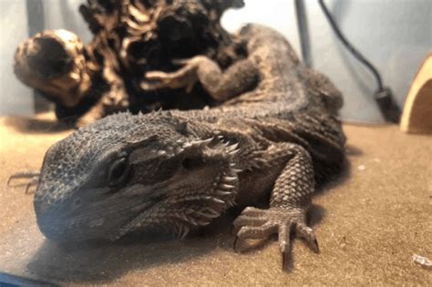 Can you get sick from a bearded dragon?