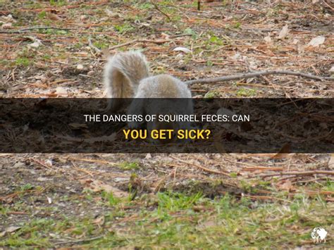 Can you get sick from a dead squirrel?