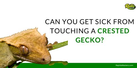 Can you get sick from handling a gecko?