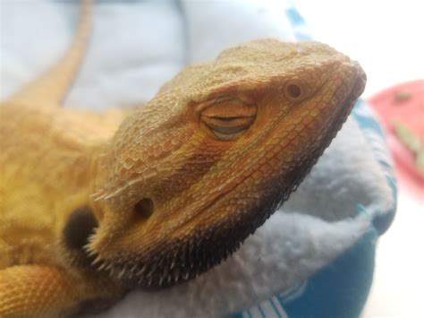 Can you get sick from kissing a bearded dragon?