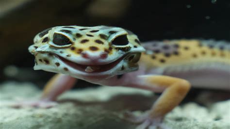 Can you get sick from leopard geckos?