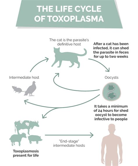 Can you get toxoplasmosis from indoor cats?