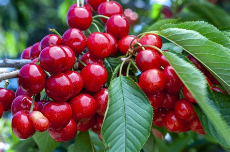 Can you get white cherries?