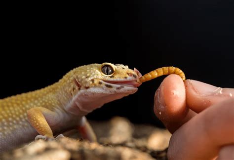 Can you get worms from geckos?