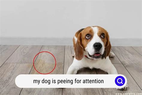 Can you give a dog too much attention?