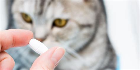 Can you give cats human antibiotics?