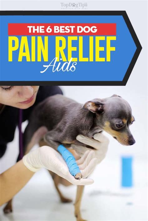 Can you give dogs human pain relief?