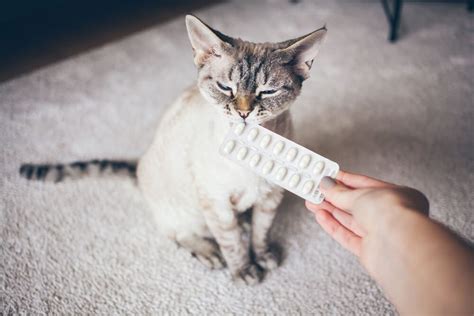 Can you give gabapentin to a sick cat?