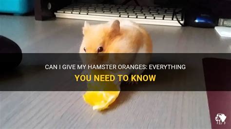 Can you give hamsters oranges?