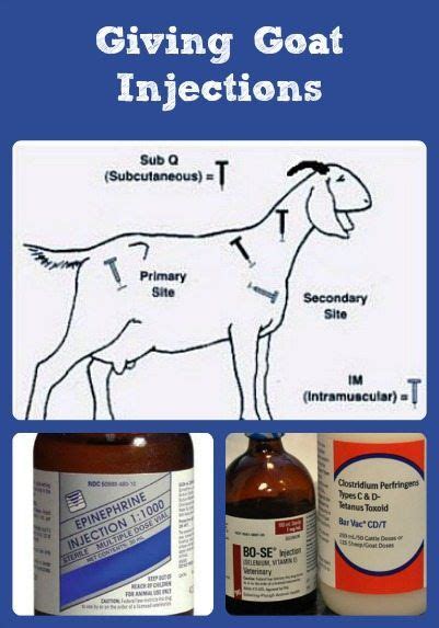 Can you give human amoxicillin to goats?