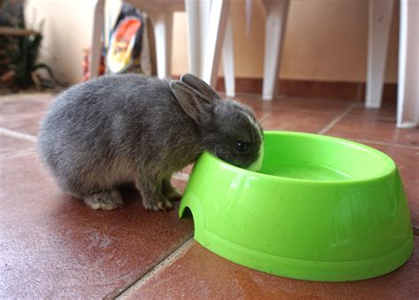 Can you give rabbits water in a bowl?