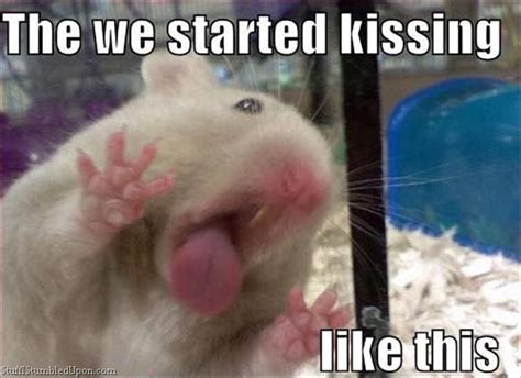 Can you give your hamster kisses?