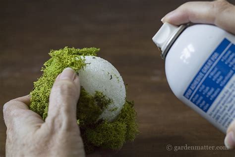 Can you glue live moss?