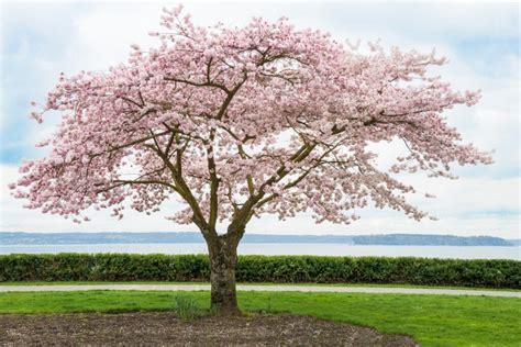 Can you grow a single cherry tree?