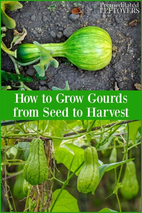 Can you grow gourds from seeds?