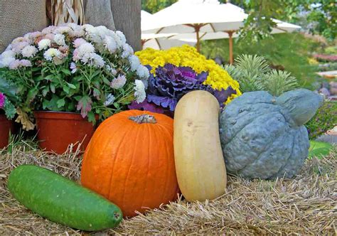 Can you grow gourds indoors?