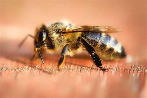 Can you grow immune to bee stings?