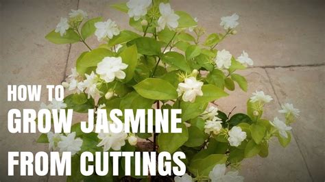 Can you grow night jasmine from cuttings?