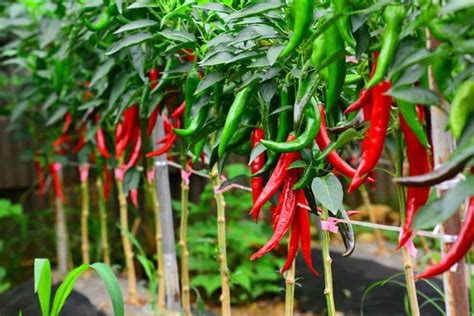 Can you grow peppers and chillies together?