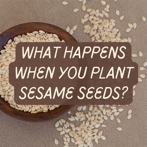 Can you grow something from a sesame seed?