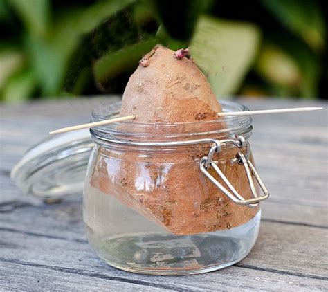 Can you grow sweet potato by cutting in water?