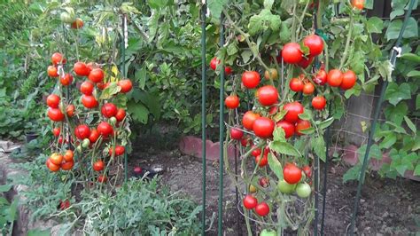 Can you grow tomatoes in Ukraine?